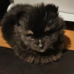 Rocky - Black and tan parti male Pomeranian puppy in Albany, New York from K&A Little Wonder's
