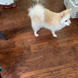 Belka - Cream Pomeranian puppy in Houston, Texas from Lola’s Poms