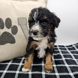 Tulip - Tri-color female Bernedoodle puppy in Granton, Wisconsin from Rose River Farms