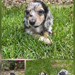 Dachshund Puppies from Mercedes Canetti-Lara