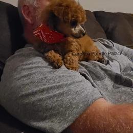 Poodle Puppies from Carolina Poodle Palace