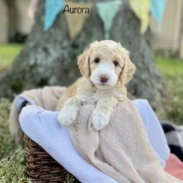 Bernedoodle and Sheepadoodle Puppies from Four Front Doodles LLC.
