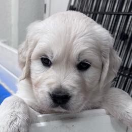Boy 3 - Light golden male Golden Retriever puppy in Lake Hughes, California from Golden Hills Retrievers