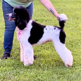 Poodle All Grown Up from Redmond Rose Kennels