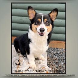 Trixie - Pembroke Welsh Corgi