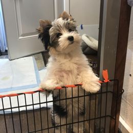 Biewer Terrier Puppies from Janeve's  Biewers