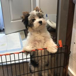 Biewer Terrier Puppies from Janeve's  Biewers