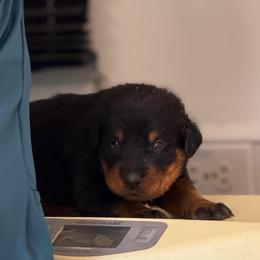 Yellow collar - Black and rust male Beauceron puppy in Floyd’s Knobs, Indiana from Birdwing Beaucerons