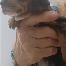 Rainbow - Gray (blue) and tan female Dachshund puppy in Pahrump, Nevada from Heaven Sent Doxies