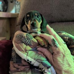 3 - Blue and tan male Dachshund puppy in Hartford, Tennessee from My Forever Baby