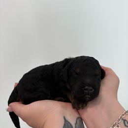 Gravy - Black male Goldendoodle puppy in Mesa, Arizona from Schmidt’s Doxies N Doodles