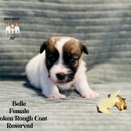 Belle - White and tan female Russell Terrier puppy in Lufkin, Texas from Dixie-Rose JRT