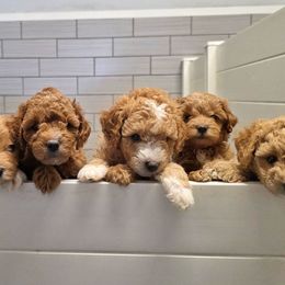 Goldendoodle puppies from Missy Doodles