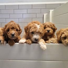 Goldendoodle puppies from Missy Doodles