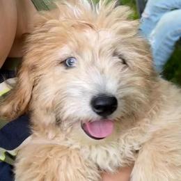 Acorn - Brown merle male Aussiedoodle puppy in Allardt, Tennessee from Hearth&Hound Doodles