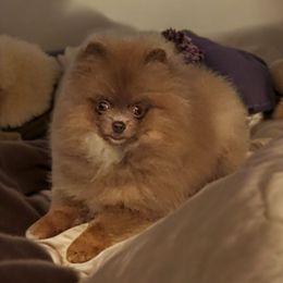 Tatum (upcoming) - Pomeranian