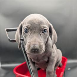 Megan - Blue female Weimaraner puppy in Evart, Michigan from Drehbar Weimaraners