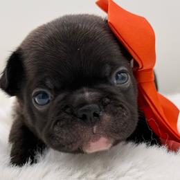 Dante - Brindle male French Bulldog puppy in Largo, Florida from Big Daddy Frenchies