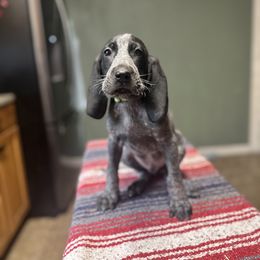 Jackson - Blue ticked male Bluetick Coonhound puppy in Ocklawaha, Florida from Lone River Blueticks