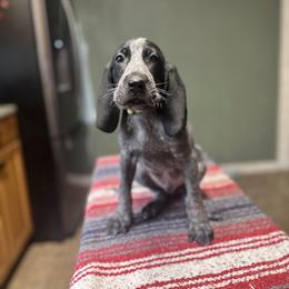 Jackson - Blue ticked male Bluetick Coonhound puppy in Ocklawaha, Florida from Lone River Blueticks