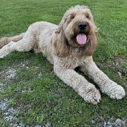 Carmela - Goldendoodle