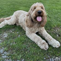 Carmela - Goldendoodle
