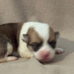 Boy 2 - Fawn male Pembroke Welsh Corgi puppy in Huntington Beach, California from Gingerbread