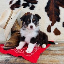 TOPH - Red tri-color female Australian Shepherd puppy in Durand, Wisconsin from Larson’s Legacy Aussome Aussie Kennels