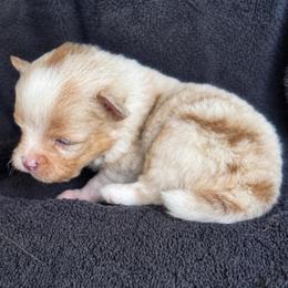 Maxwell - Chocolate merle male Pomeranian puppy in New Lenox, Illinois from Illinois Poms
