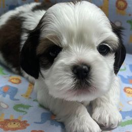 Cavalier King Charles Spaniels and Cavatzus from Amy’s Puppy Tzu