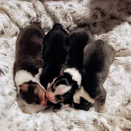 Onyx - Black tri-color Australian Shepherd puppy in Croswell, Michigan from Platinum Edition Australian Shepherds