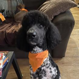 Benji - Poodle