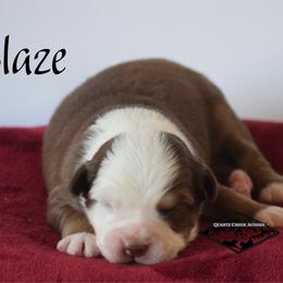 Blaze - Red tri male Miniature Australian Shepherd puppy in Cody, Wyoming from Quartz Creek Aussies