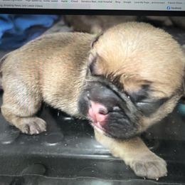 French Bulldog Puppies from Camp Fine Frenchies