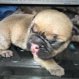 French Bulldog Puppies from Camp Fine Frenchies