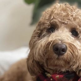 Goldendoodles from Momma’s Mini Goldendoodles