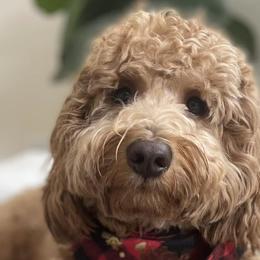 Goldendoodles from Momma’s Mini Goldendoodles