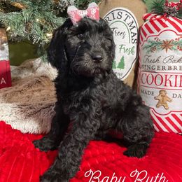 Labradoodle Puppies from Willow Springs Doodles
