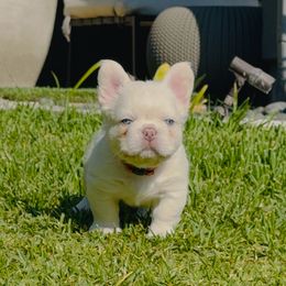 Polar Bear - Cream male French Bulldog puppy in San Diego, California from Hlop Frenchies LLC