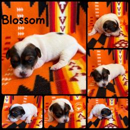 Blossom - Tri-color female Russell Terrier puppy in Zim, Minnesota from ZimBogWay Acres