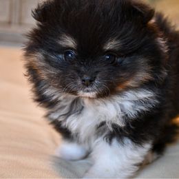 Girl 1 - Tri-colored female Pomeranian puppy in Jamestown, California from Park Avenue Poms