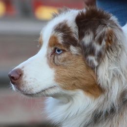 Australian Shepherds from CedarWoods Aussies