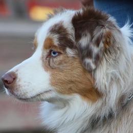 Australian Shepherds from CedarWoods Aussies