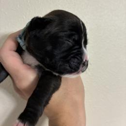 Boxer Puppies from Karen Marr