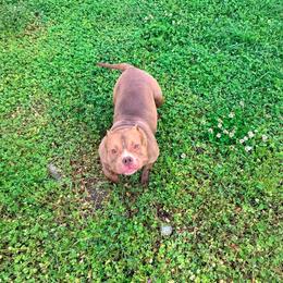Cocoa - Brown female American Bully puppy in Puyallup, Washington from Gamer Bullyz