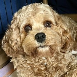 Abby - Cavapoo