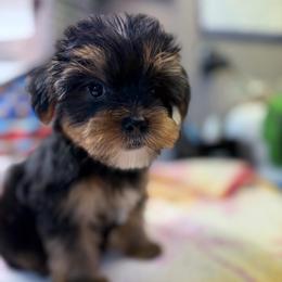 Henry - Black and gold male Morkie puppy in Florence, Kentucky from 4paws4ever by Design