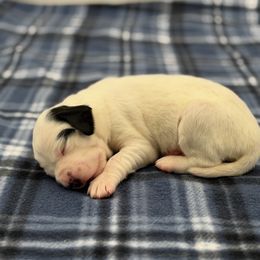 Savannah - Blue belton female English Setter puppy in Rogers, Ohio from StoneyBrook Setters