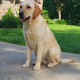 Sunshine - Labrador Retriever