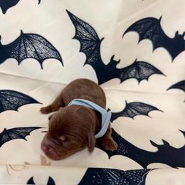 Zack - Chocolate and tan male Dachshund puppy in Rising Star, Texas from Boring Weenies